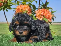 Jeska, a female Miniature Aussiedoodle for sale in Boyden, IA – 8 of 10