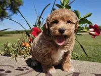 Isabella , a female Havapoo for sale in Boyden, IA – 6 of 10