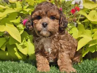 Noah, a male Shihpoo for sale in Boyden, IA – 2 of 10