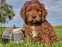 Jango, a male Cavapoo for sale in Boyden, IA – 3 of 10