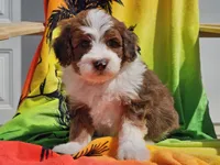 Slade, a male Miniature Bernedoodle for sale in Boyden, IA – 4 of 10