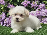 Colby, a male Havapoo for sale in Boyden, IA – 10 of 10