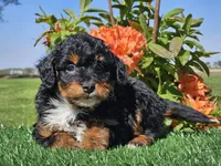 Juri, a male Miniature Aussiedoodle for sale in Boyden, IA – 8 of 10