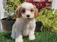 Greta, a female Cavapoo for sale in Boyden, IA – 9 of 10