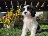 Gilbert , a male Cavapoo for sale in Boyden, IA – 9 of 10