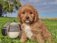Joey, a male Cavapoo for sale in Boyden, IA – 7 of 10