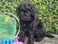Felix, a male Whoodle for sale in Boyden, IA – 4 of 10