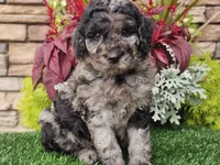 Wesley, a male Goldendoodle for sale in Boyden, IA – 8 of 8