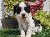 Gilbert , a male Cavapoo for sale in Boyden, IA – 2 of 10