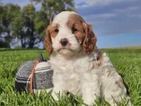 Jinx, a male Cavapoo for sale in Boyden, IA – 4 of 10