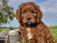 Jango, a male Cavapoo for sale in Boyden, IA – 7 of 10
