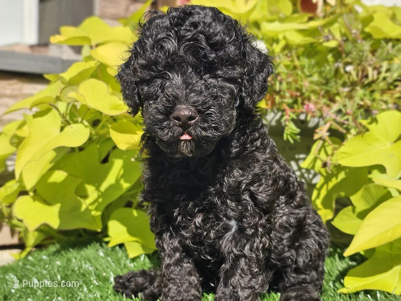 Panda – Poodle - Miniature  puppy for sale in Boyden, IA