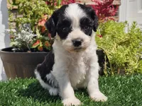 Gilbert , a male Cavapoo for sale in Boyden, IA – 5 of 10