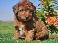 Jimmy, a male Miniature Aussiedoodle for sale in Boyden, IA – 5 of 10