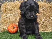 Sheldon, a male Goldendoodle for sale in Boyden, IA – 9 of 10
