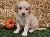 Sierra , a female Goldendoodle for sale in Boyden, IA – 5 of 10