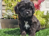 Grady, a male Cavapoo for sale in Boyden, IA – 5 of 10