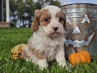 Odie, a male Cavapoo for sale in Boyden, IA – 2 of 10