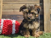 Laszlo, a male Yorkipoo for sale in Boyden, IA – 2 of 10