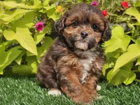 Navy, a female Shihpoo for sale in Boyden, IA – 6 of 10
