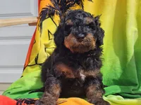 Suki, a male Miniature Bernedoodle for sale in Boyden, IA – 5 of 10