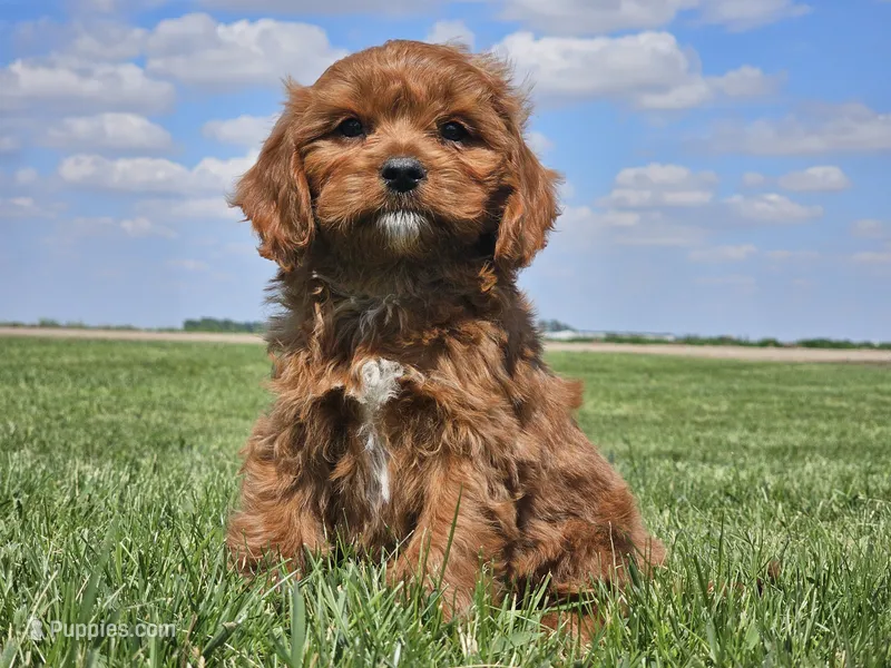 Monty – Cavapoo puppy for sale in Boyden, IA