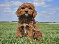 Monty, a male Cavapoo for sale in Boyden, IA – 1 of 10