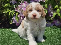 Simba, a male Havapoo for sale in Boyden, IA – 7 of 10