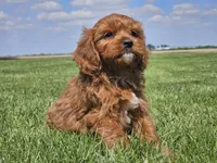 Monty, a male Cavapoo for sale in Boyden, IA – 4 of 10