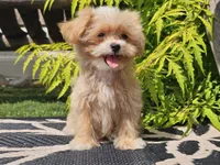 Lucky, a male Maltipoo for sale in Boyden, IA – 5 of 10