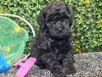Franklin , a male Whoodle for sale in Boyden, IA – 7 of 10