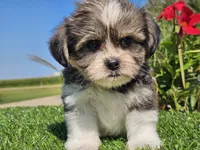 Evan, a male Shorkie for sale in Boyden, IA – 3 of 10