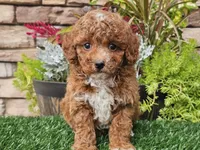 Django, a male Poodle - Miniature  for sale in Boyden, IA – 7 of 10