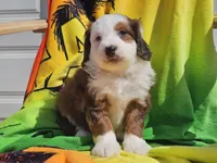 Sonic, a male Miniature Bernedoodle for sale in Boyden, IA – 10 of 10