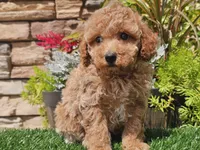 Daika, a female Poodle - Miniature  for sale in Boyden, IA – 7 of 10