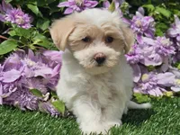 Callie, a female Havapoo for sale in Boyden, IA – 4 of 10