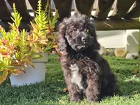 Grady, a male Cavapoo for sale in Boyden, IA – 3 of 10