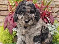 Wesley, a male Goldendoodle for sale in Boyden, IA – 3 of 8