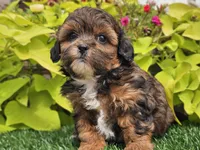 Nova, a female Shihpoo for sale in Boyden, IA – 7 of 10