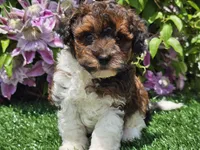 Scotty, a male Havapoo for sale in Boyden, IA – 3 of 10