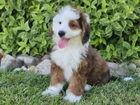 Sonic, a male Miniature Bernedoodle for sale in Boyden, IA – 3 of 10