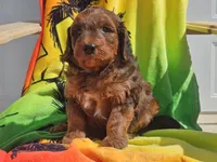 Stitch, a male Miniature Bernedoodle for sale in Boyden, IA – 3 of 10