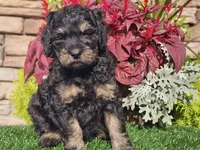 Wags, a male Goldendoodle for sale in Boyden, IA – 8 of 10