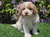Simba, a male Havapoo for sale in Boyden, IA – 9 of 10