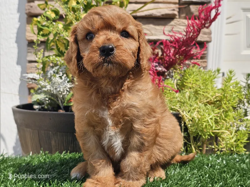 Gibson – Cavapoo puppy for sale in Boyden, IA
