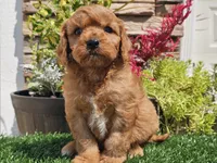 Gibson, a male Cavapoo for sale in Boyden, IA – 1 of 10