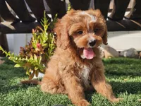 Gage, a male Cavapoo for sale in Boyden, IA – 2 of 10