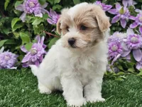 Cruz, a male Havapoo for sale in Boyden, IA – 7 of 10