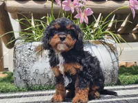 Talia, a female Cavapoo for sale in Boyden, IA – 4 of 10