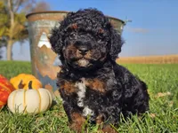 Brandy, a female Havapoo for sale in Boyden, IA – 9 of 10